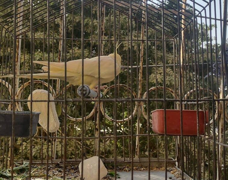 white Cockatiel 1