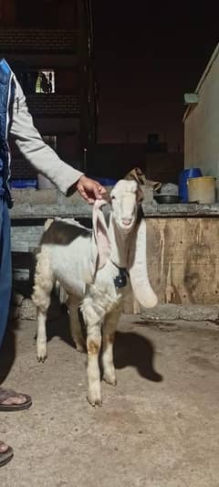 gulabi Goat Munda Male Age 10Months khassi