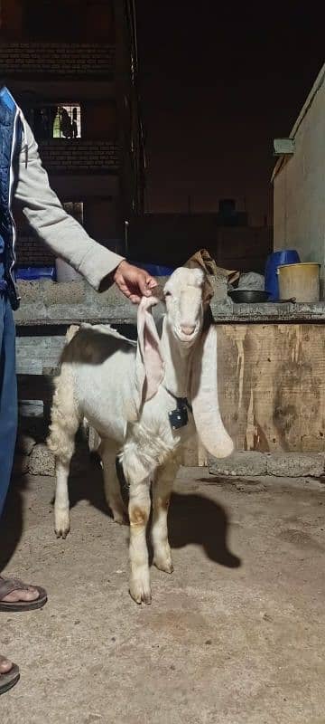 gulabi Goat Munda Male Age 10Months khassi 0