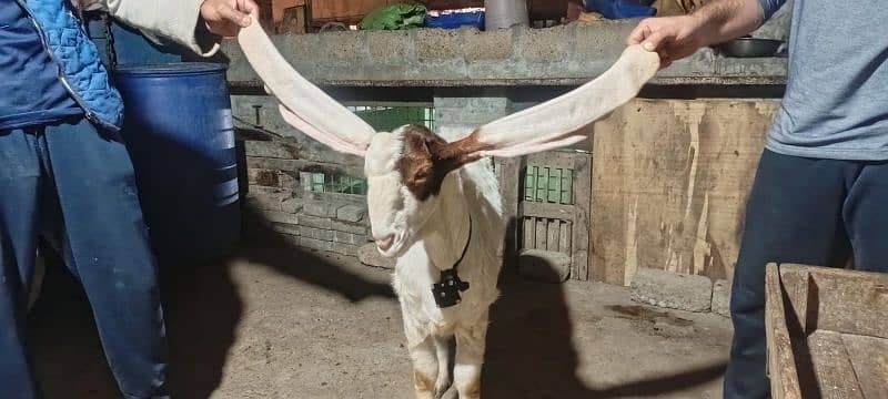 gulabi Goat Munda Male Age 10Months khassi 1