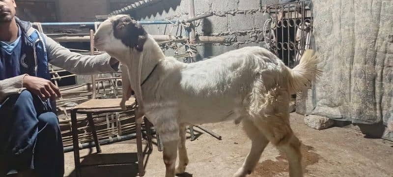 gulabi Goat Munda Male Age 10Months khassi 4