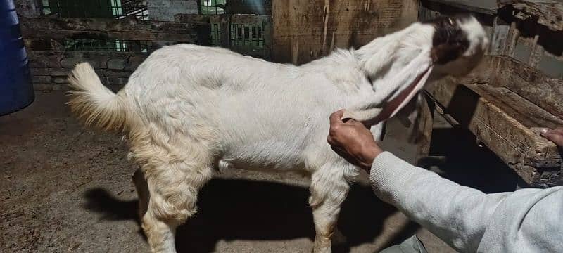 gulabi Goat Munda Male Age 10Months khassi 7