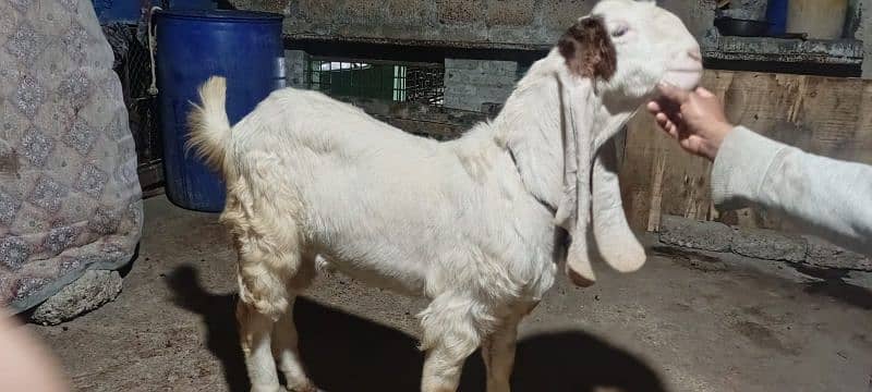 gulabi Goat Munda Male Age 10Months khassi 8