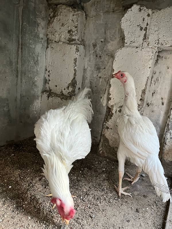 pure white heera pair 0