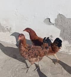 golden misri egg laying hen for sale