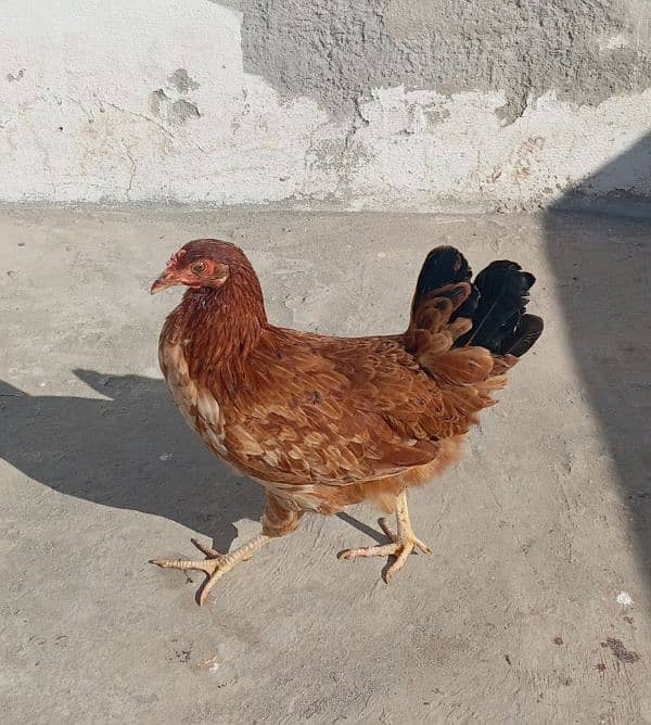 golden misri egg laying hen for sale 1