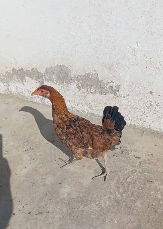 golden misri egg laying hen for sale 2