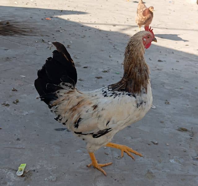 golden misri egg laying hen for sale 3