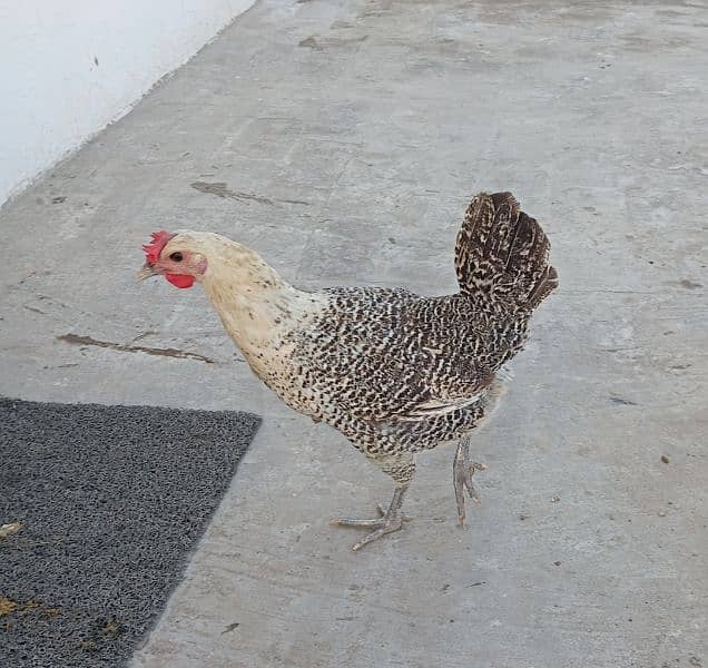 golden misri egg laying hen for sale 4