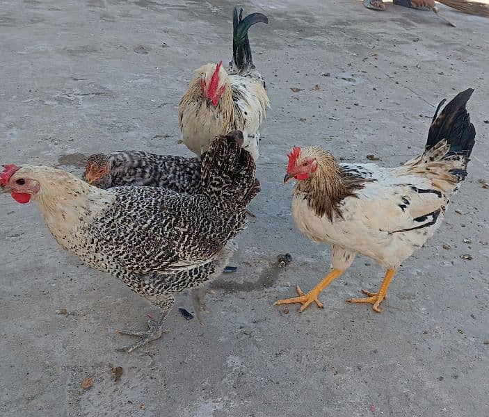 golden misri egg laying hen for sale 5