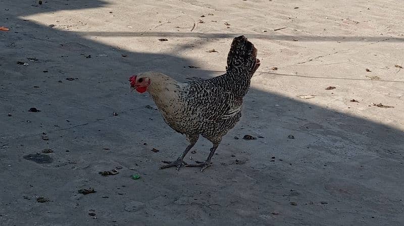 golden misri egg laying hen for sale 6