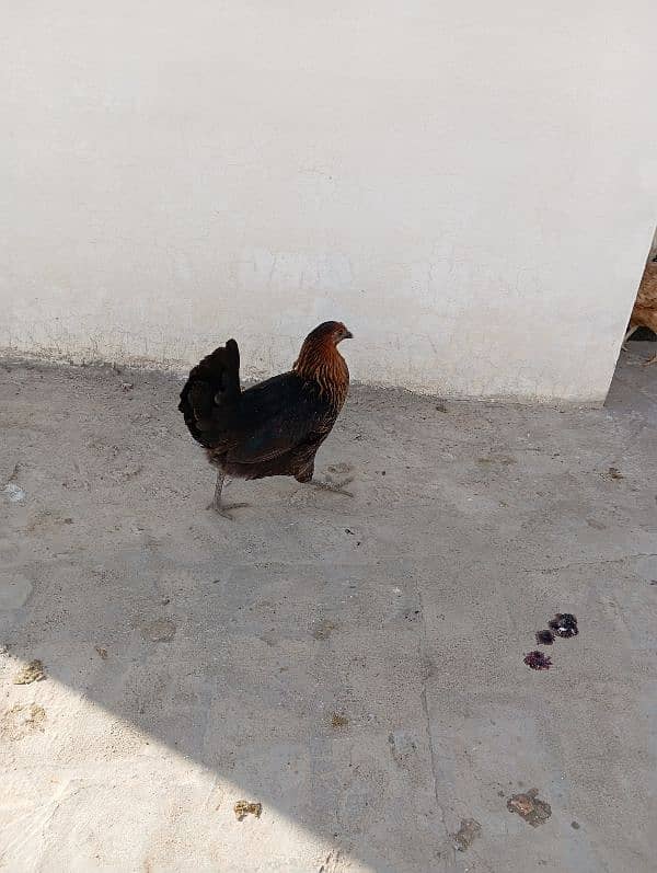 golden misri egg laying hen for sale 7