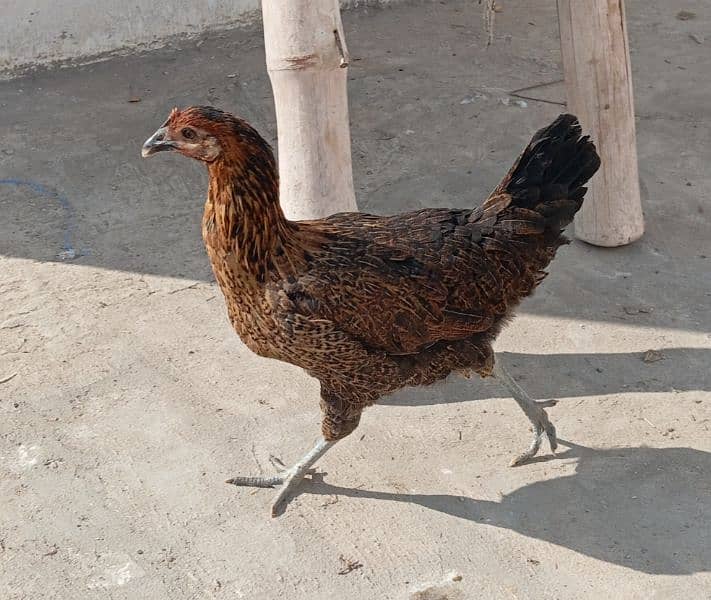 golden misri egg laying hen for sale 8