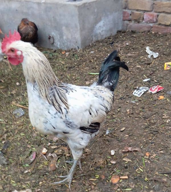 golden misri egg laying hen for sale 9