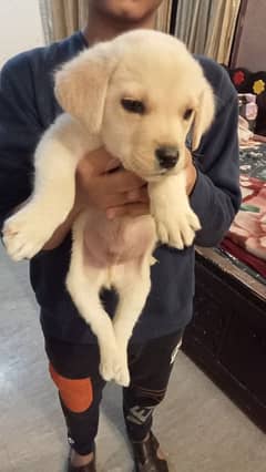 Labrador puppy