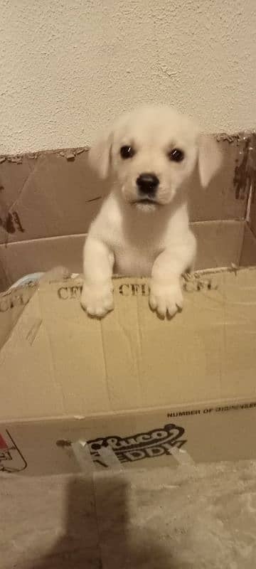 British Labrador Puppy/Male/ Fone color 7