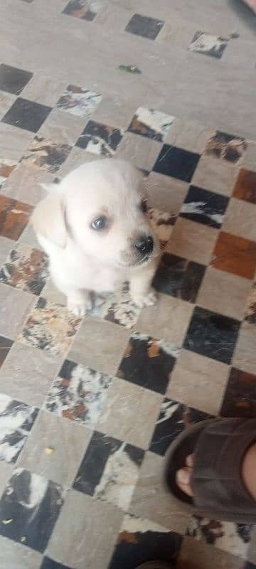 British Labrador Puppy/Male/ Fone color 8