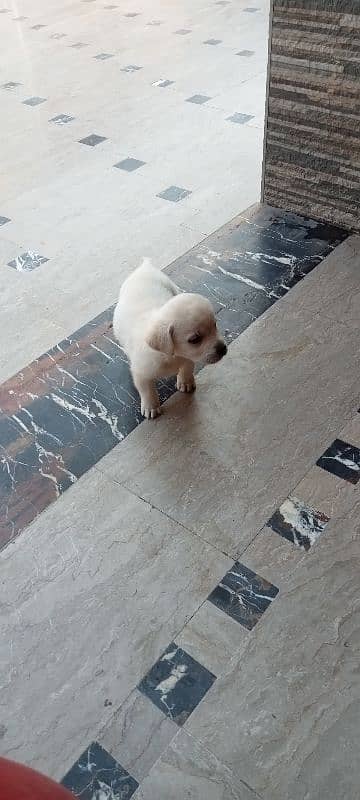 British Labrador Puppy/Male/ Fone color 10