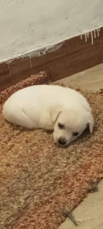 British Labrador Puppy/Male/ Fone color 12