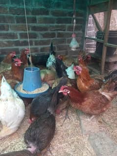 Golden misri egg laying Available