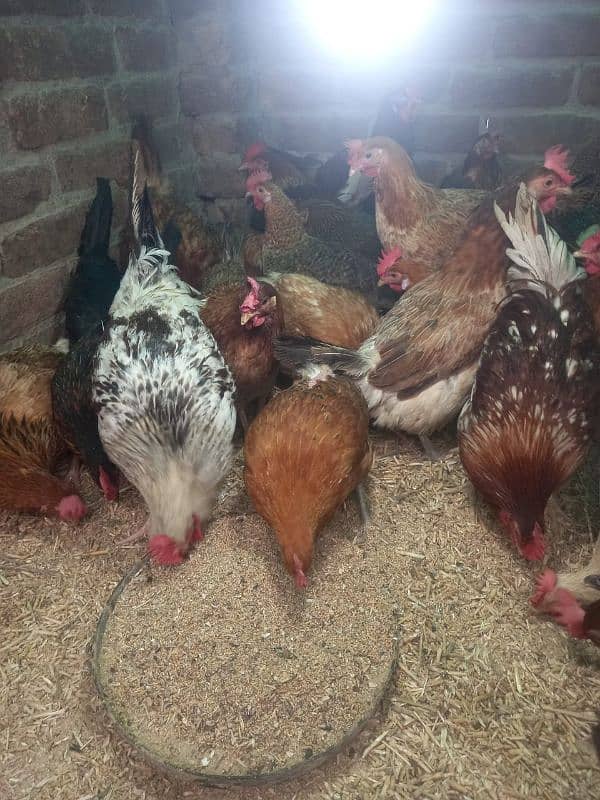 Golden misri egg laying Available 5