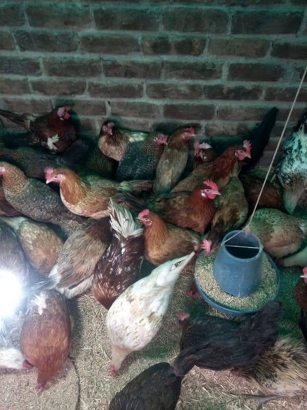 Golden misri egg laying Available 8