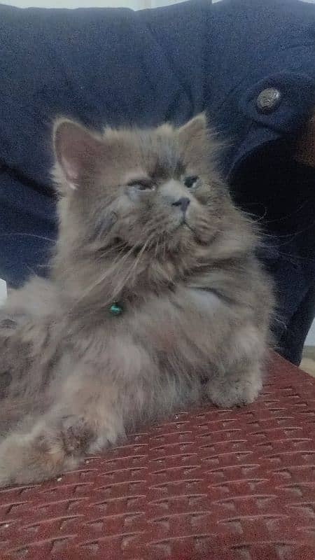 Persian Silver Gray Friendly Cat 2