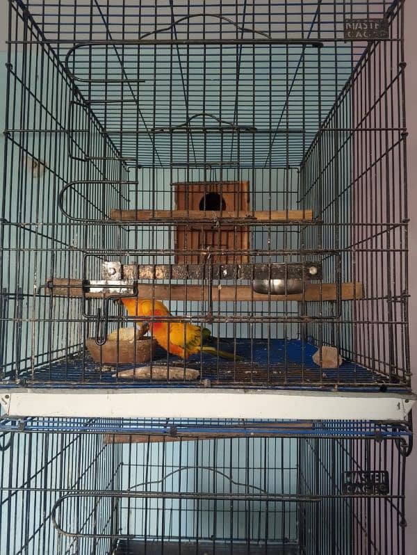 sun conure Red factor Breeder pair 3