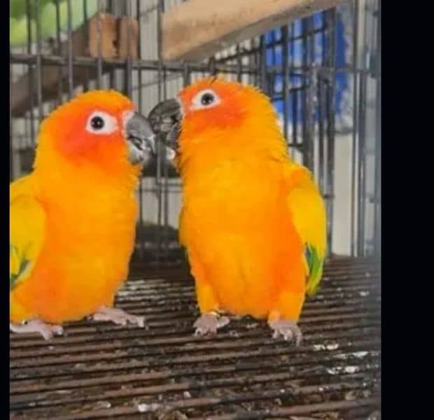 sun conure Red factor Breeder pair 2