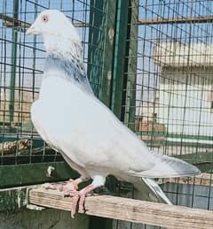 Pigeon