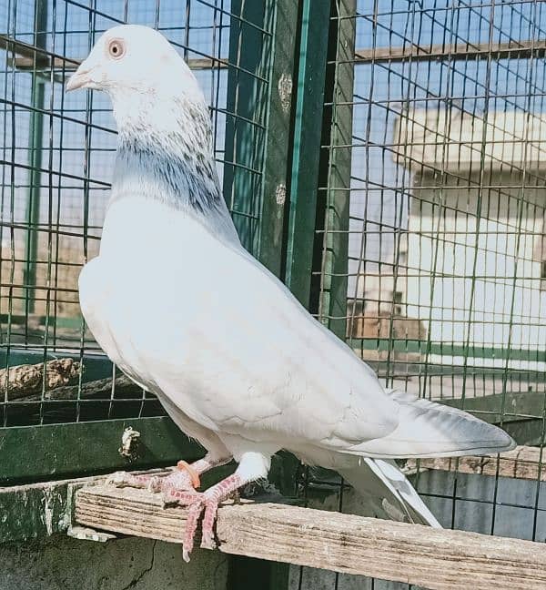 Pigeon Teddy or motyun wala nr Laal Aankh man for sale  0308-5000940 0