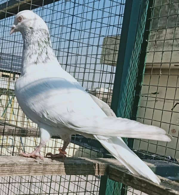 Pigeon Teddy or motyun wala nr Laal Aankh man for sale  0308-5000940 1