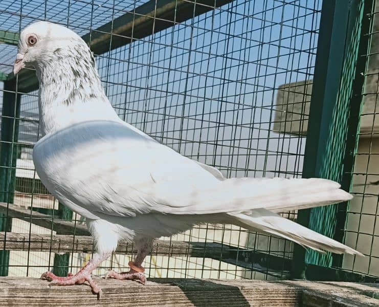 Pigeon Teddy or motyun wala nr Laal Aankh man for sale  0308-5000940 2