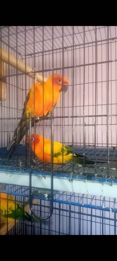 sun conure Red factor Breeder pair