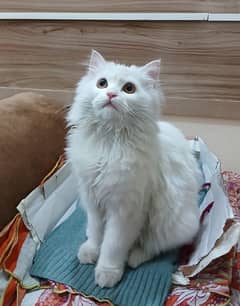 Persian Cat-Male-Semi Punch Face