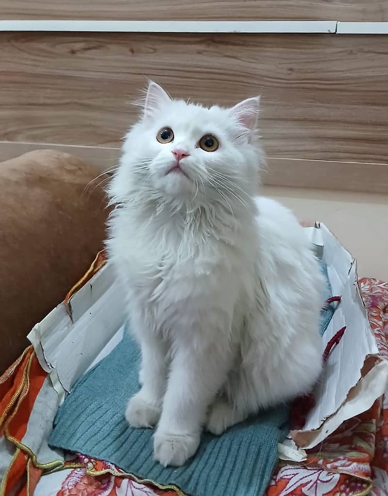 Persian Cat-Male-Semi Punch Face 0