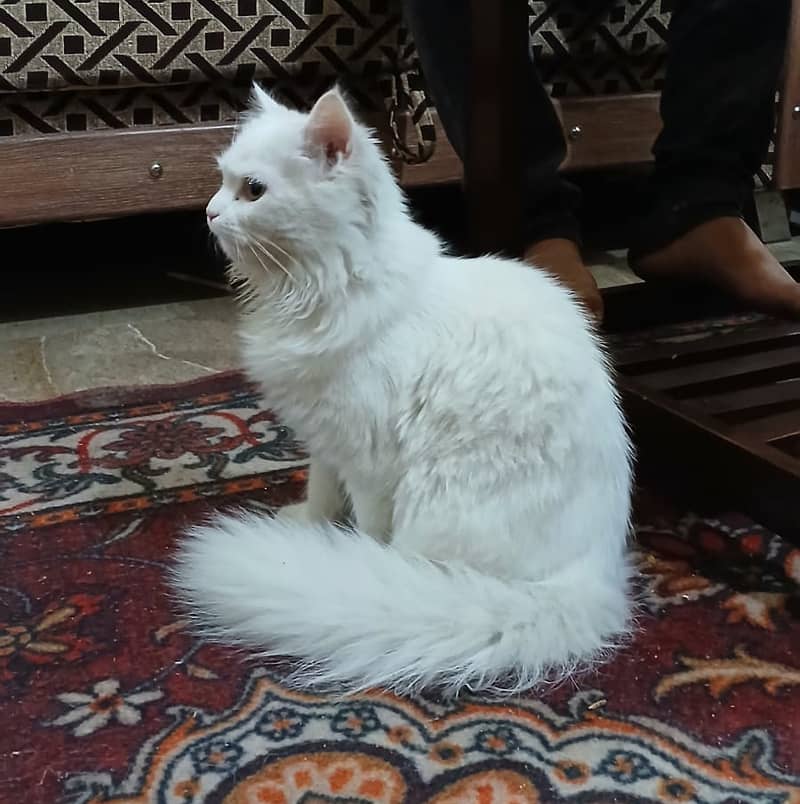 Persian Cat-Male-Semi Punch Face 2