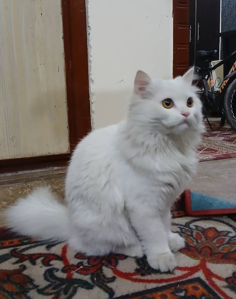 Persian Cat-Male-Semi Punch Face 3