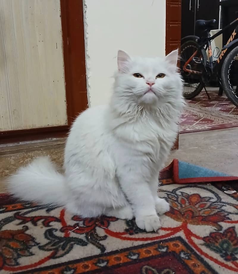 Persian Cat-Male-Semi Punch Face 4