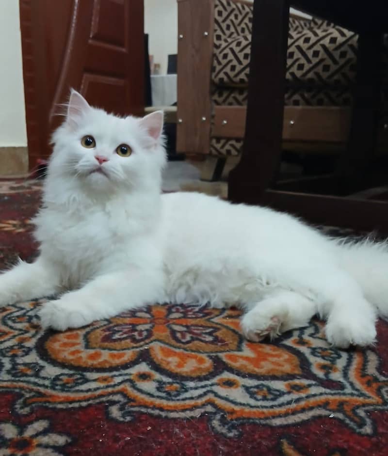 Persian Cat-Male-Semi Punch Face 5