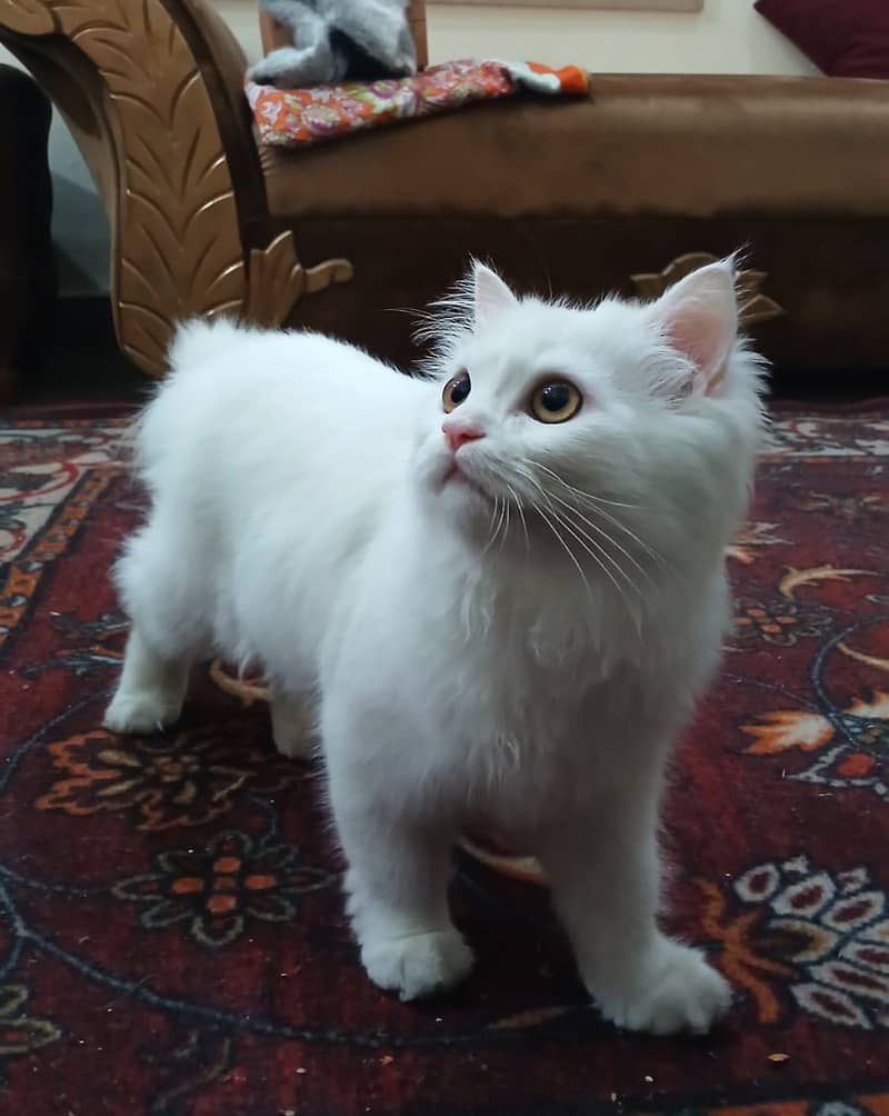 Persian Cat-Male-Semi Punch Face 6