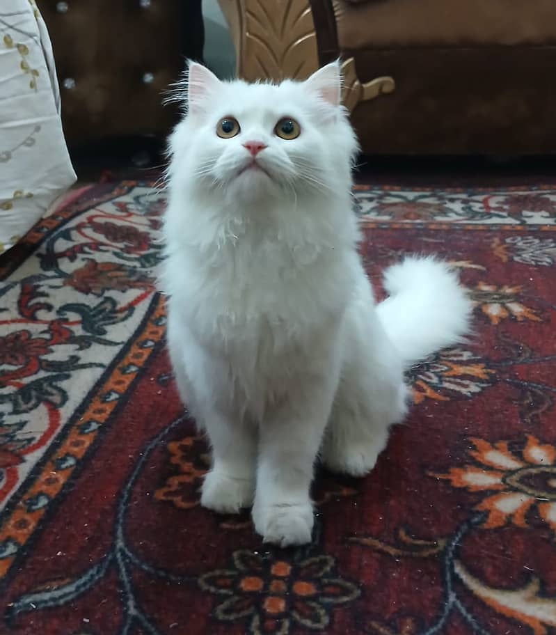 Persian Cat-Male-Semi Punch Face 7