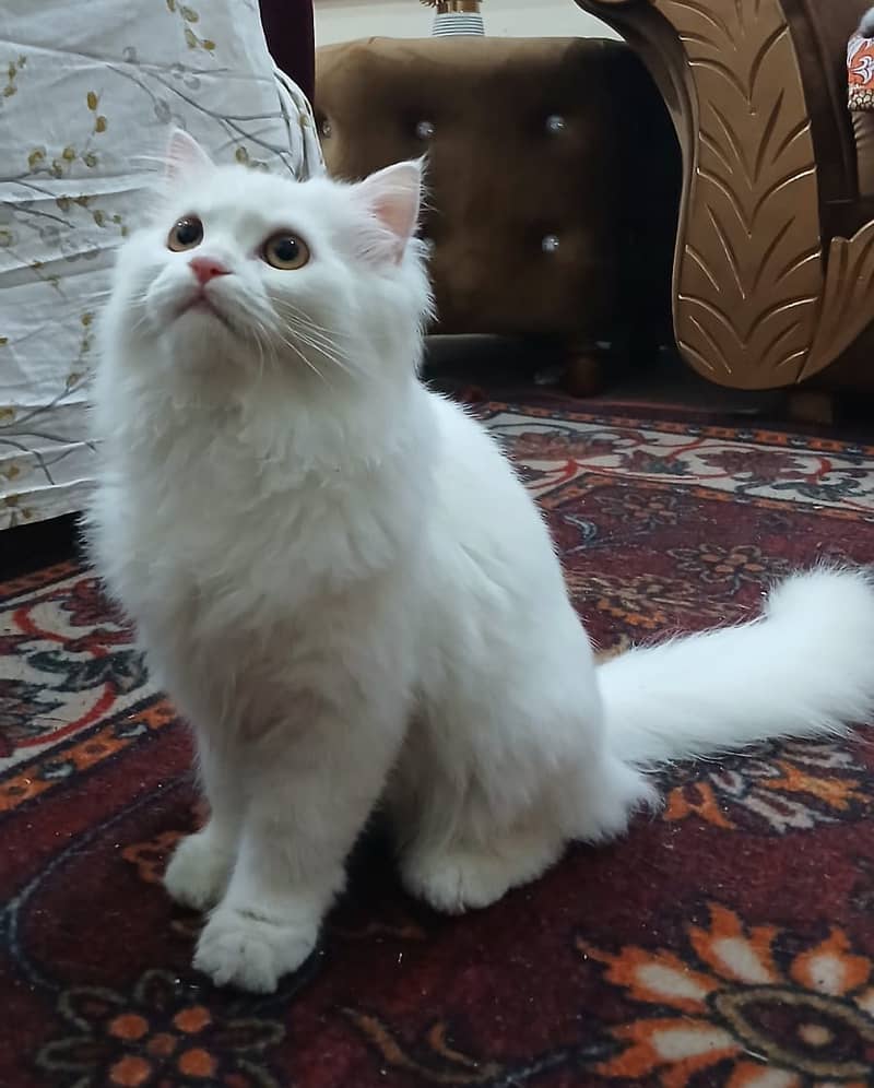 Persian Cat-Male-Semi Punch Face 8