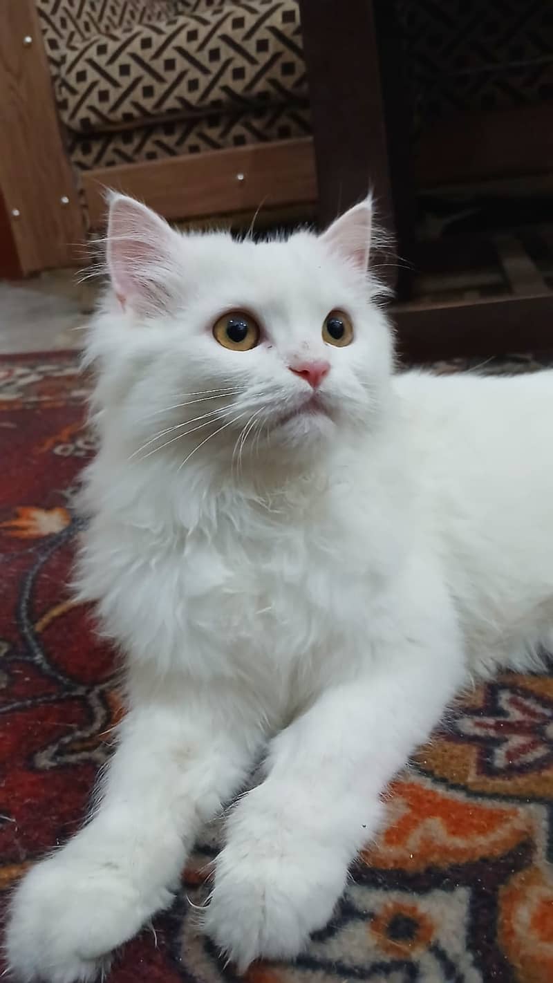 Persian Cat-Male-Semi Punch Face 9