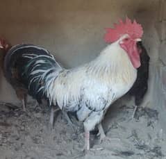 Desi Egg Laying Hens for Sale | 4 Murgiyaan 1 Murga For 6,800 only