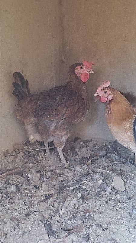 Desi Egg Laying Hens for Sale | 4 Murgiyaan 1 Murga For 6,800 only 1