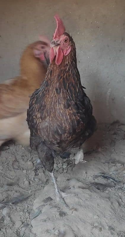 Desi Egg Laying Hens for Sale | 4 Murgiyaan 1 Murga For 6,800 only 2