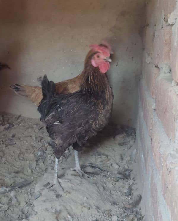 Desi Egg Laying Hens for Sale | 4 Murgiyaan 1 Murga For 6,800 only 3