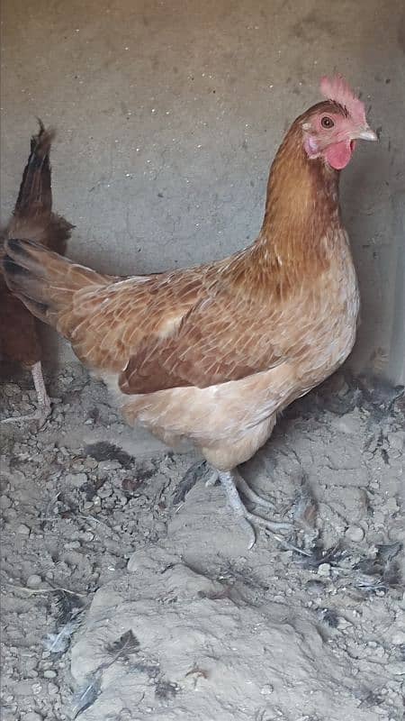 Desi Egg Laying Hens for Sale | 4 Murgiyaan 1 Murga For 6,800 only 4