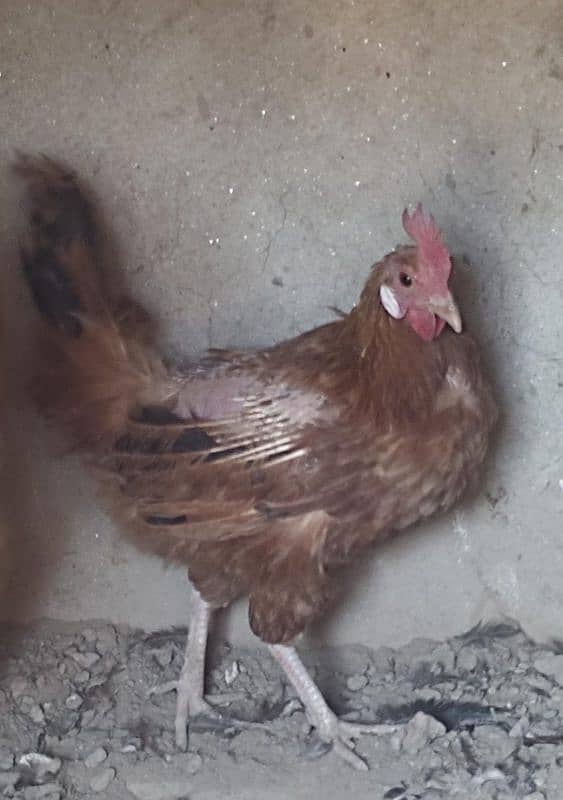 Desi Egg Laying Hens for Sale | 4 Murgiyaan 1 Murga For 6,800 only 5